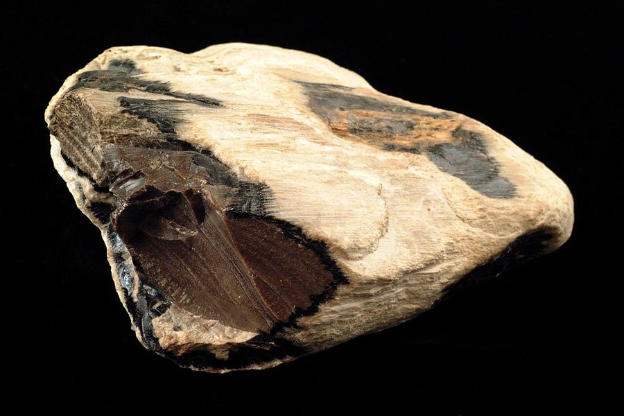 Petrified wood specimen from Utah