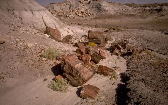 Broken segments of red and brown petrified logs lying on gray badlands in Petrified Forest National Park