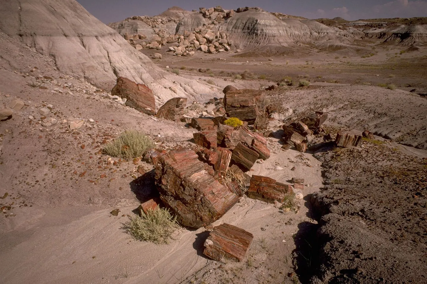 Broken segments of red and brown petrified logs lying on gray badlands in Petrified Forest National Park