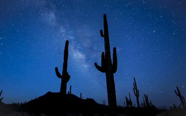 Saguaro cactus silhouettes under the Milky Way in Sonoran Desert National Monument