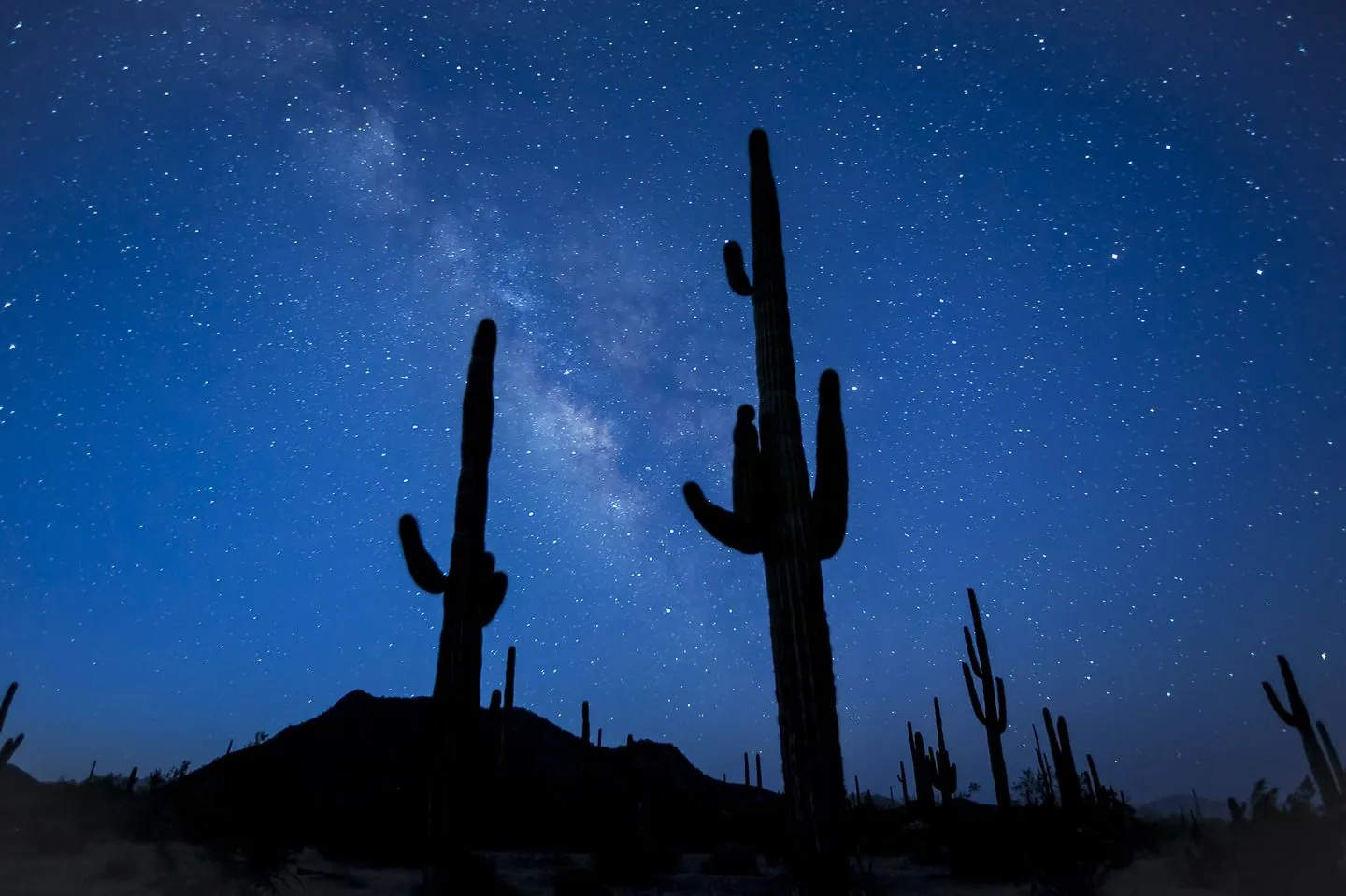Saguaro cactus silhouettes under the Milky Way in Sonoran Desert National Monument