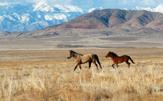 Two wild horses running across dry grassland in Utah's West Desert with snowy mountains behind