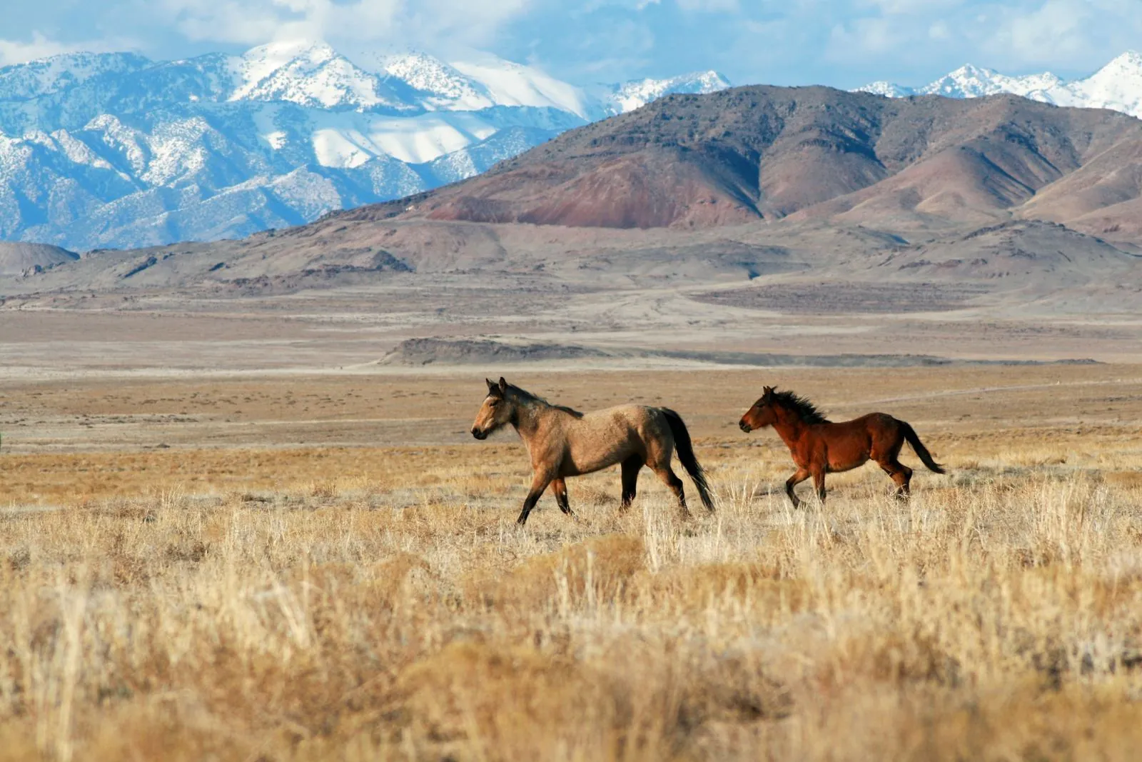 Two wild horses running across dry grassland in Utah's West Desert with snowy mountains behind